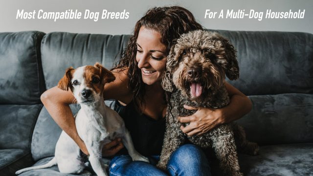 Most Compatible Dog Breeds For A Multi-Dog Household