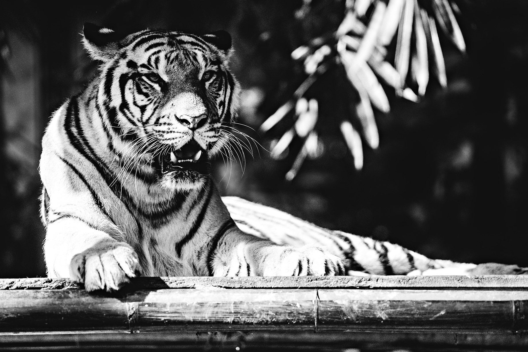 Tiger - Bali Safari and Marine Park