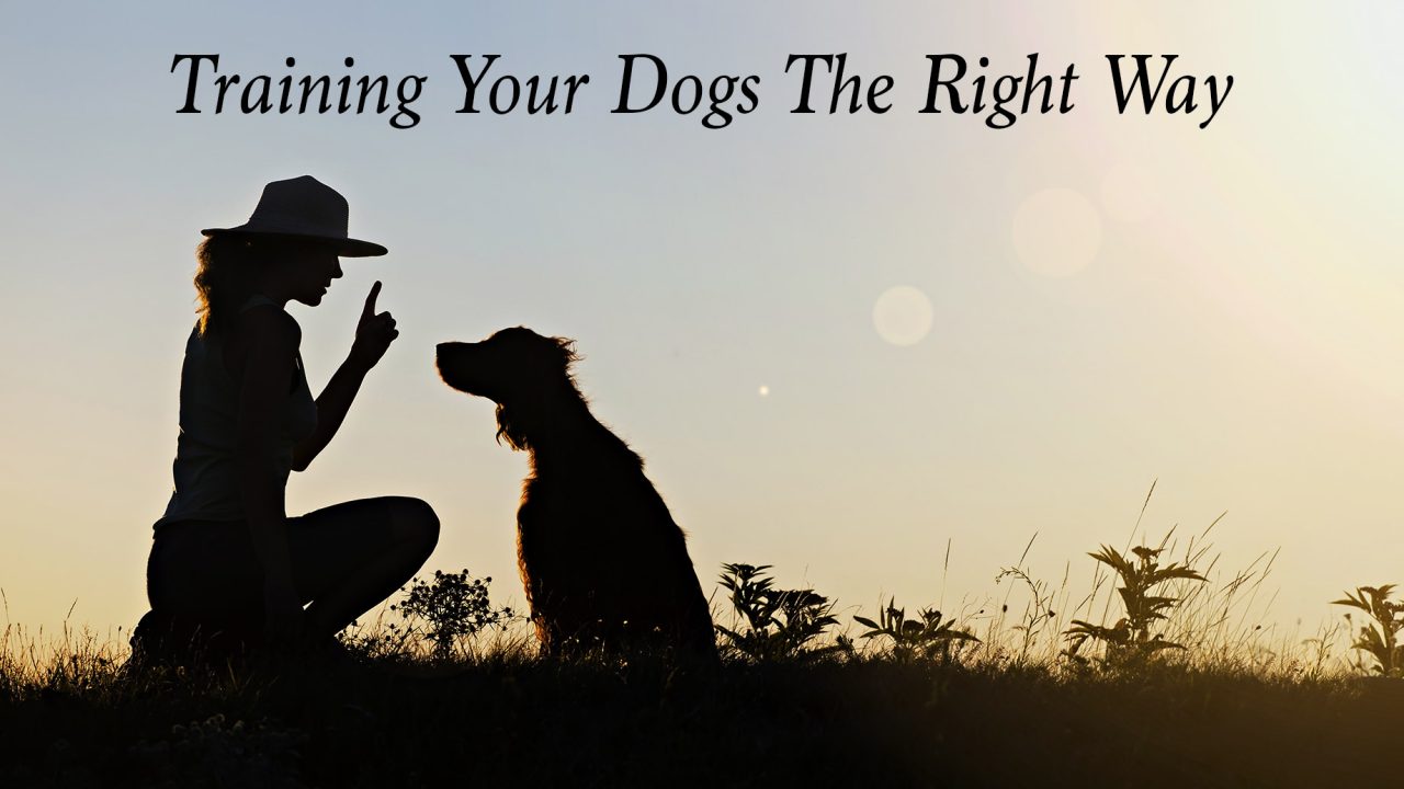 Training Your Dogs The Right Way