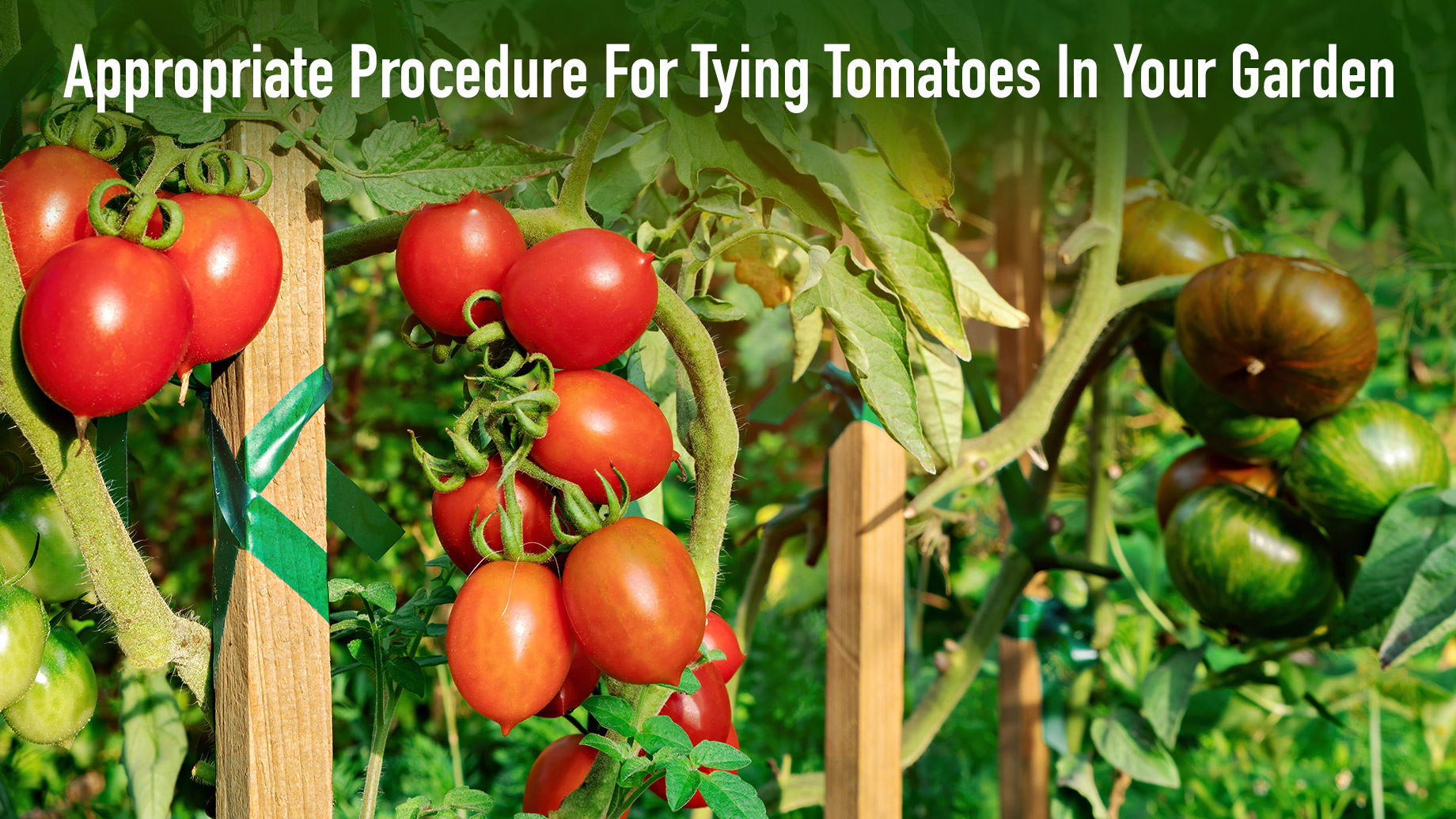 Appropriate Procedure For Tying Tomatoes In Your Garden