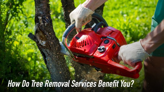 How Do Tree Removal Services Benefit You?