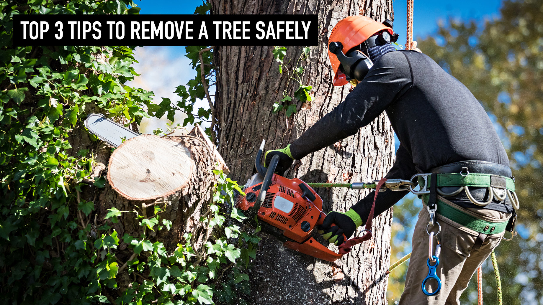 Top 3 Tips To Remove A Tree Safely