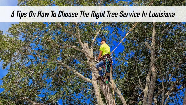 6 Tips On How To Choose The Right Tree Service In Louisiana