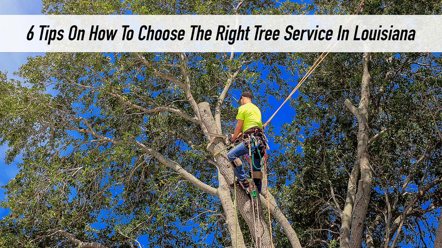 6 Tips On How To Choose The Right Tree Service In Louisiana
