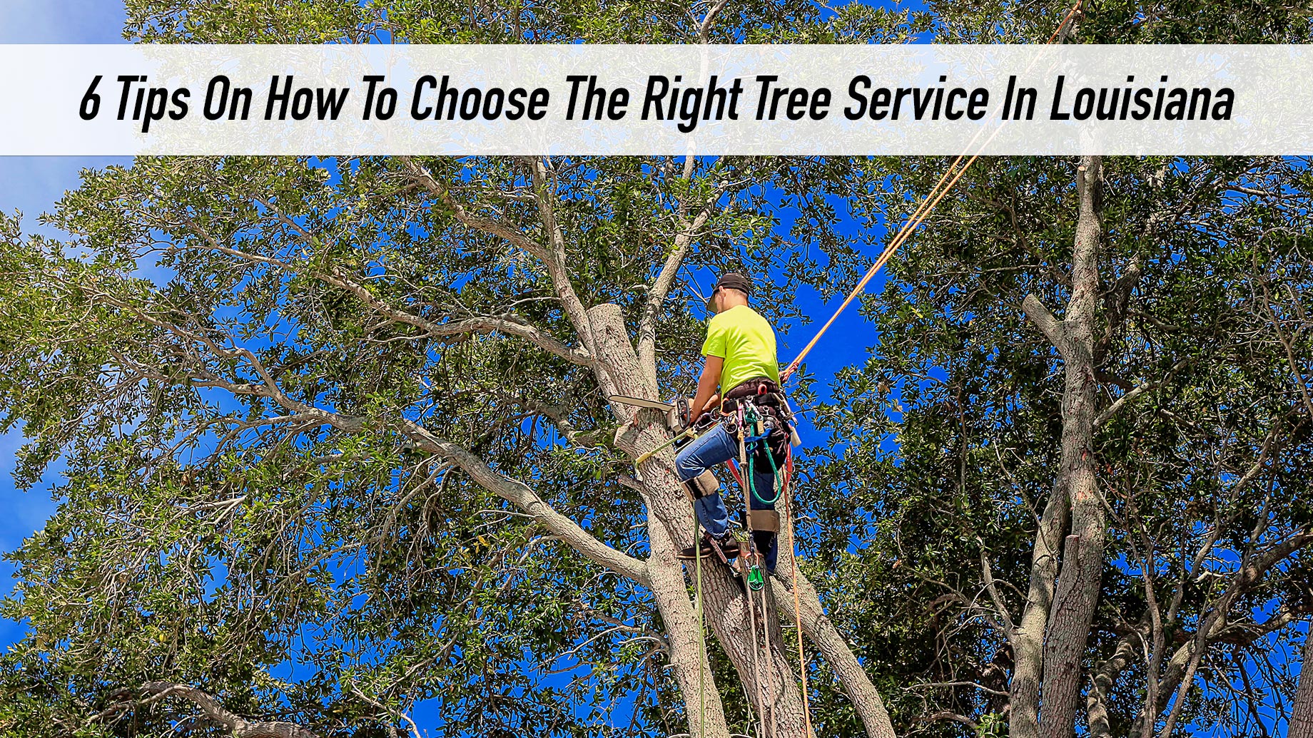 Tree Removal Service Tampa Bay Fl