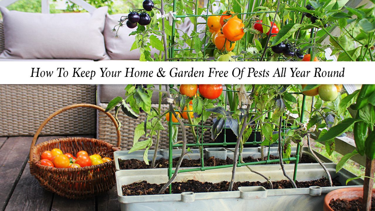 How To Keep Your Home & Garden Free Of Pests All Year Round