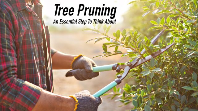 Tree Pruning - An Essential Step To Think About