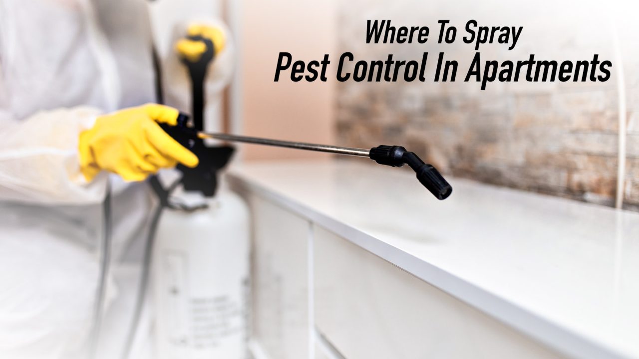 Where To Spray Pest Control In Apartments