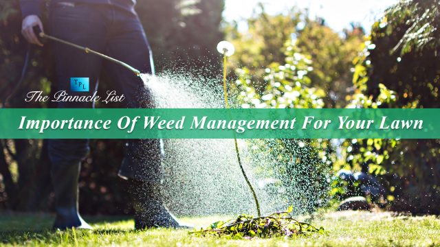 Importance Of Weed Management For Your Lawn