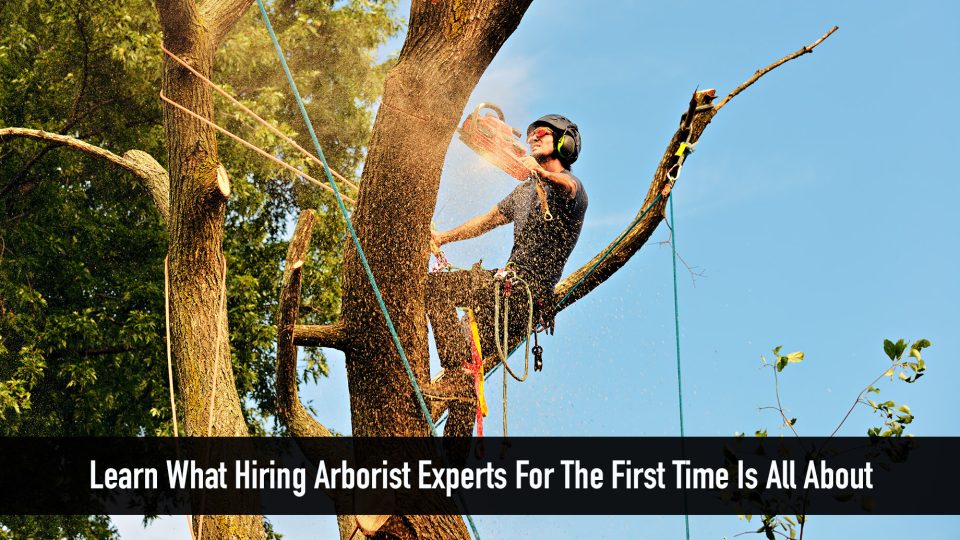 Hiring Arborist Experts For The First Time? Here’s What They Offer