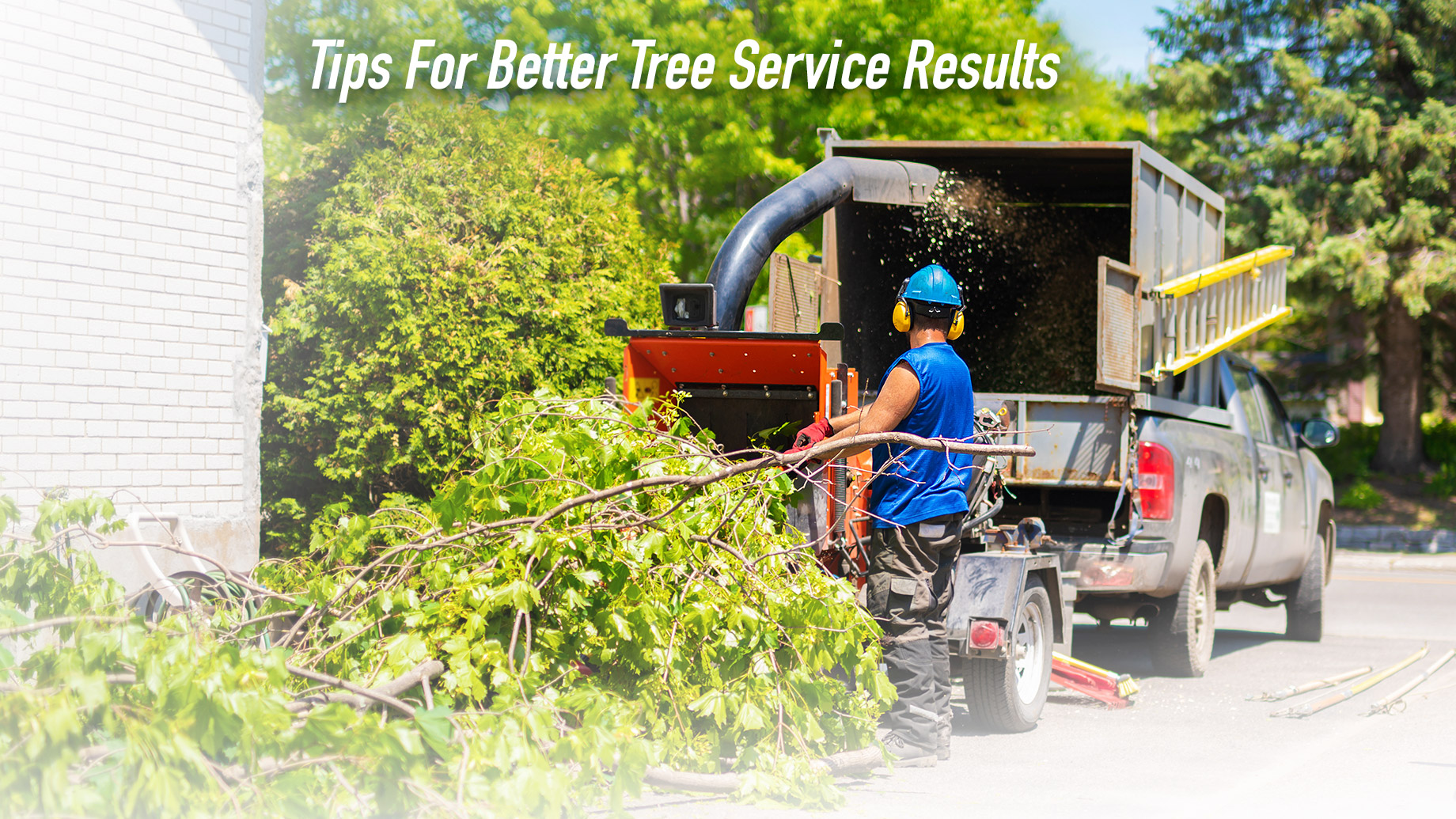Tips For Better Tree Service Results