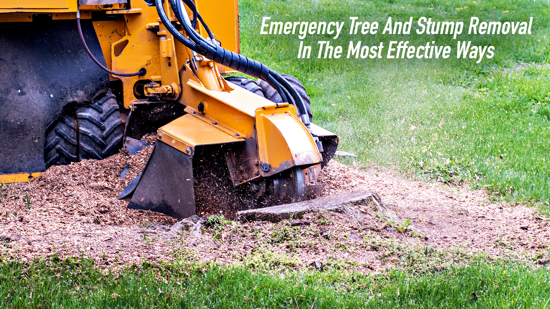 Emergency Tree And Stump Removal In The Most Effective Ways