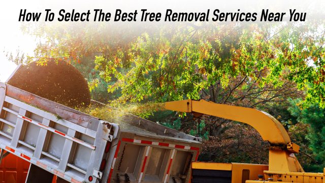 How To Select The Best Tree Removal Services Near You