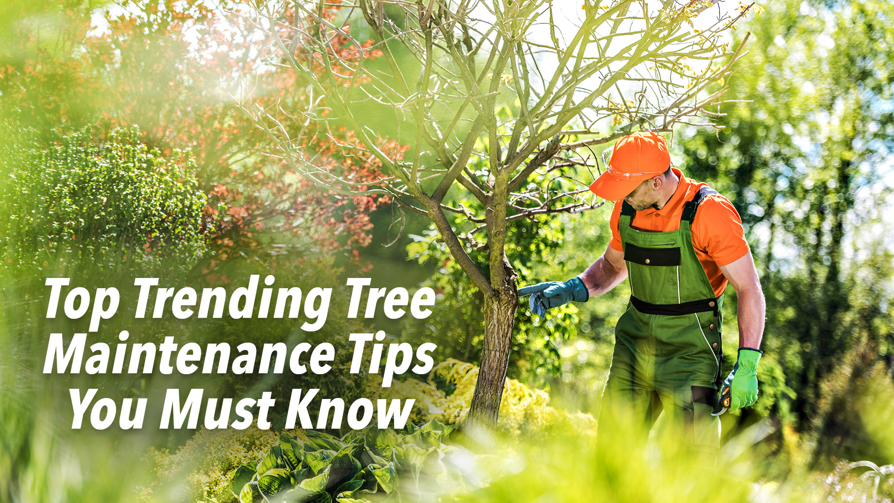 Top Trending Tree Maintenance Tips You Must Know
