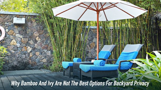 Why Bamboo And Ivy Are Not The Best Options For Backyard Privacy