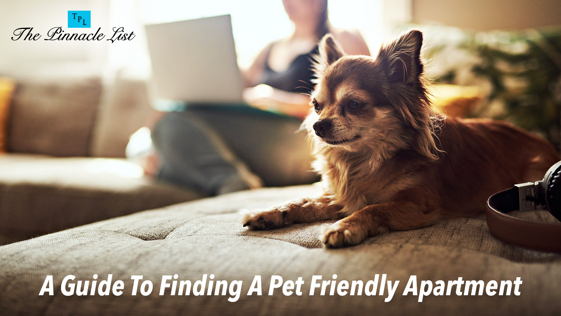 A Guide To Finding A Pet Friendly Apartment