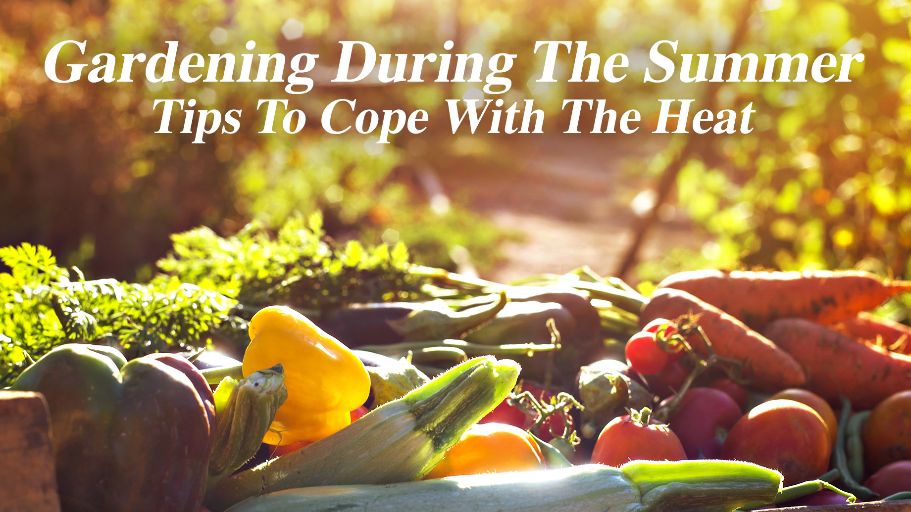Gardening During The Summer - Tips To Cope With The Heat