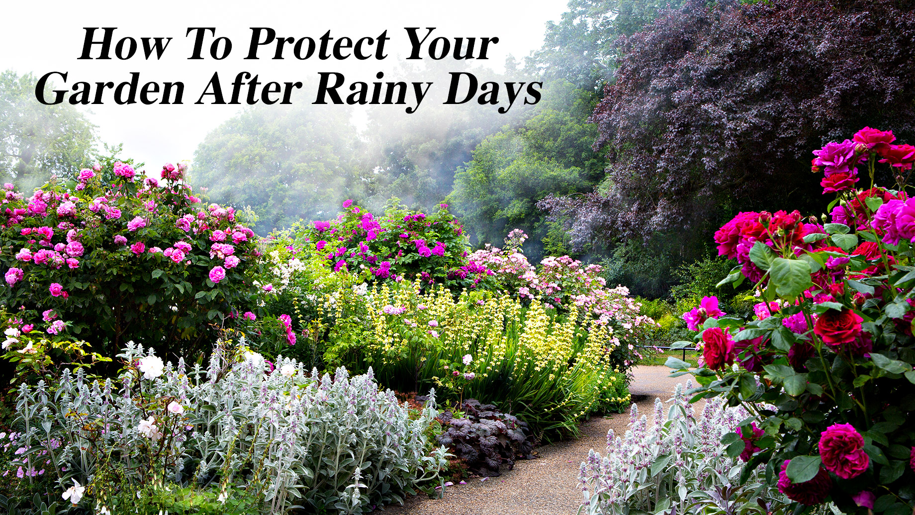 How To Protect Your Garden After Rainy Days