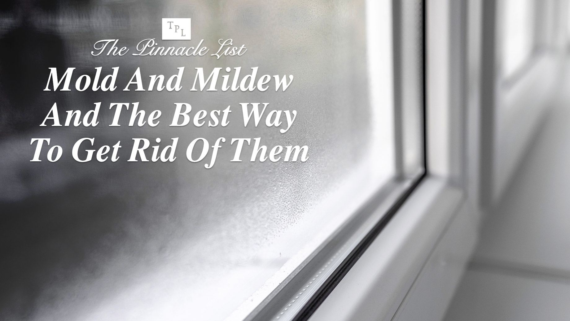 Mold And Mildew And The Best Way To Get Rid Of Them