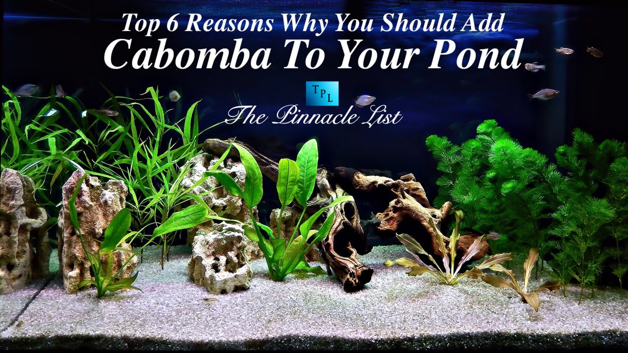 Top 6 Reasons Why You Should Add Cabomba To Your Pond