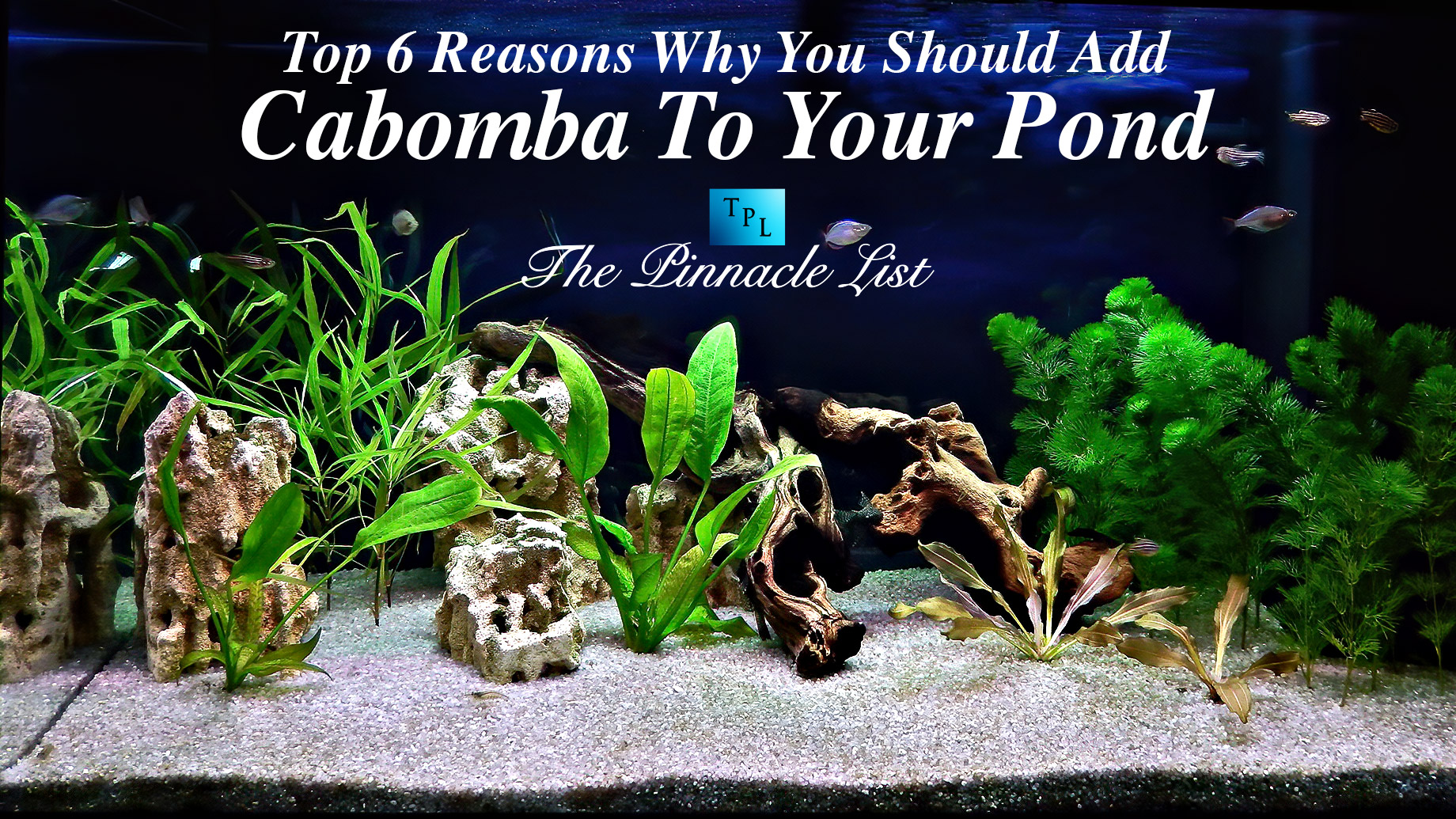 Top 6 Reasons Why You Should Add Cabomba To Your Pond