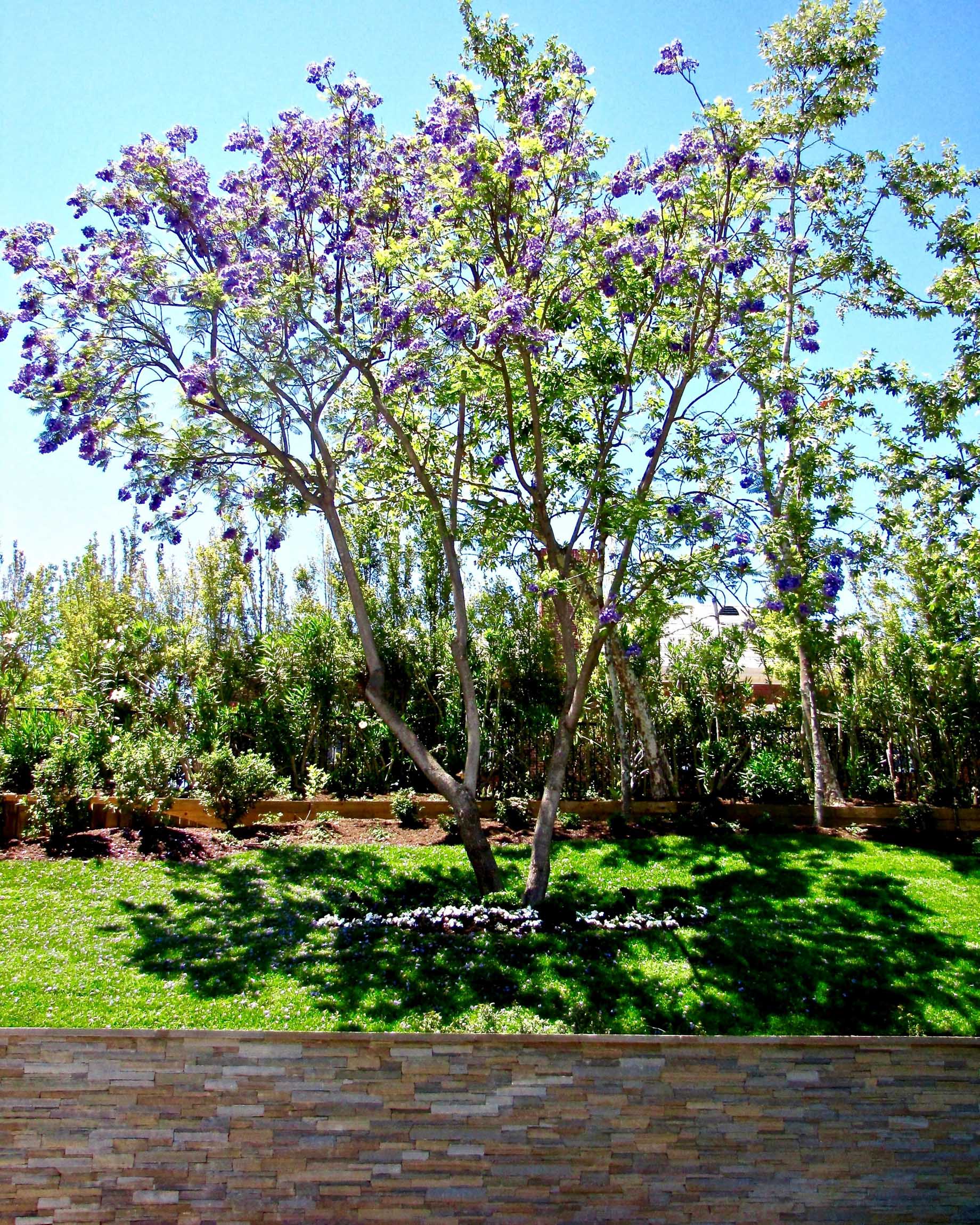 2013 #8 – 250 Garden Jacaranda