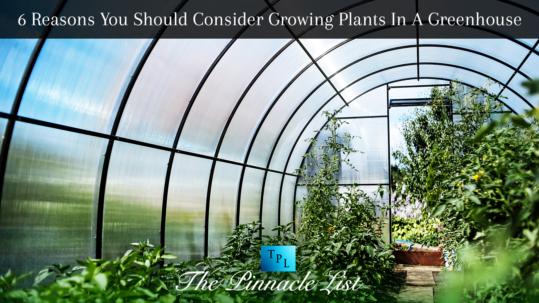 6 Reasons You Should Consider Growing Plants In A Greenhouse
