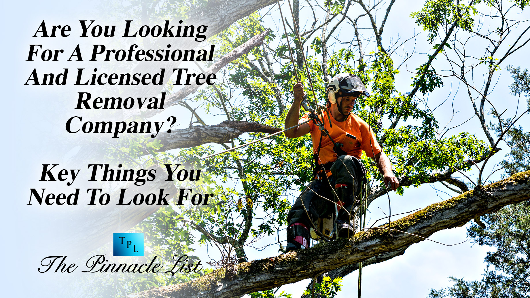 Are You Looking For A Professional And Licensed Tree Removal Company? Key Things You Need To Look For