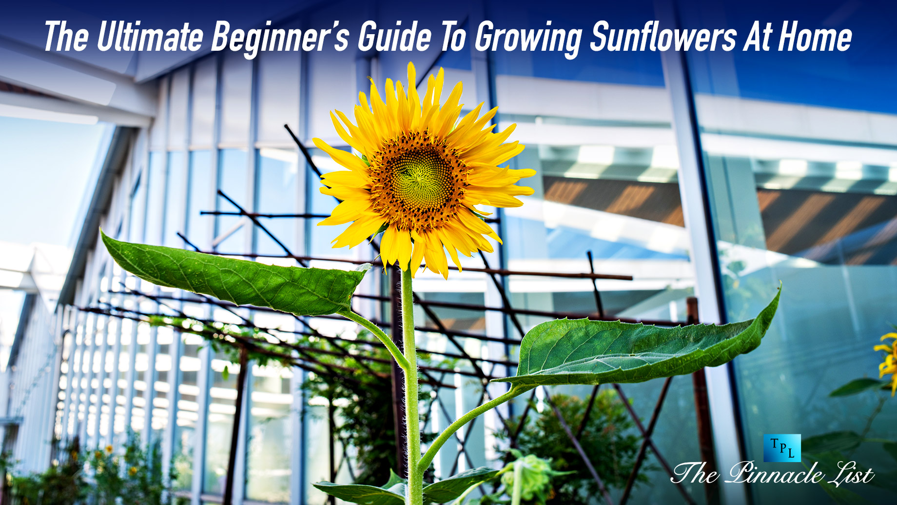 The Ultimate Beginner’s Guide To Growing Sunflowers At Home