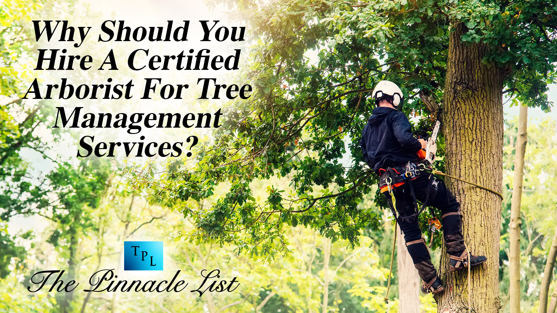 Why Should You Hire A Certified Arborist For Tree Management Services?