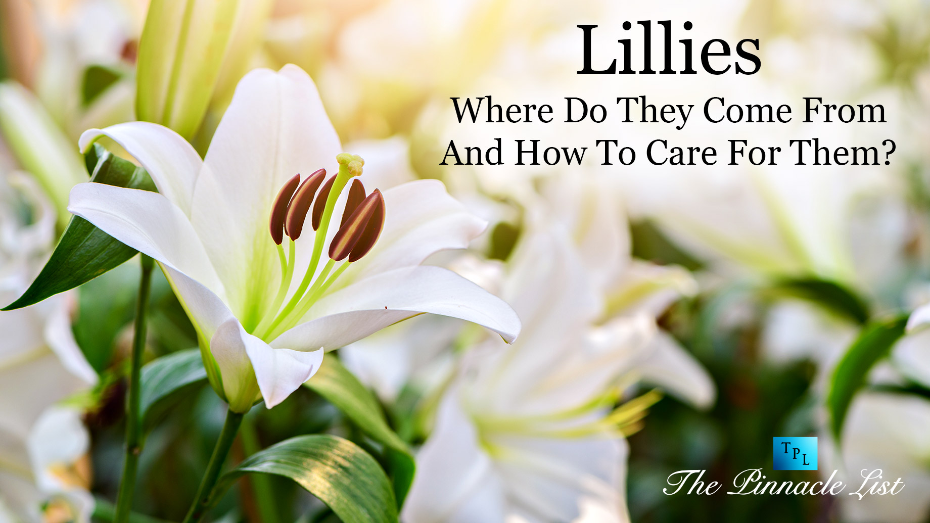 Lillies: Where Do They Come From And How To Care For Them?