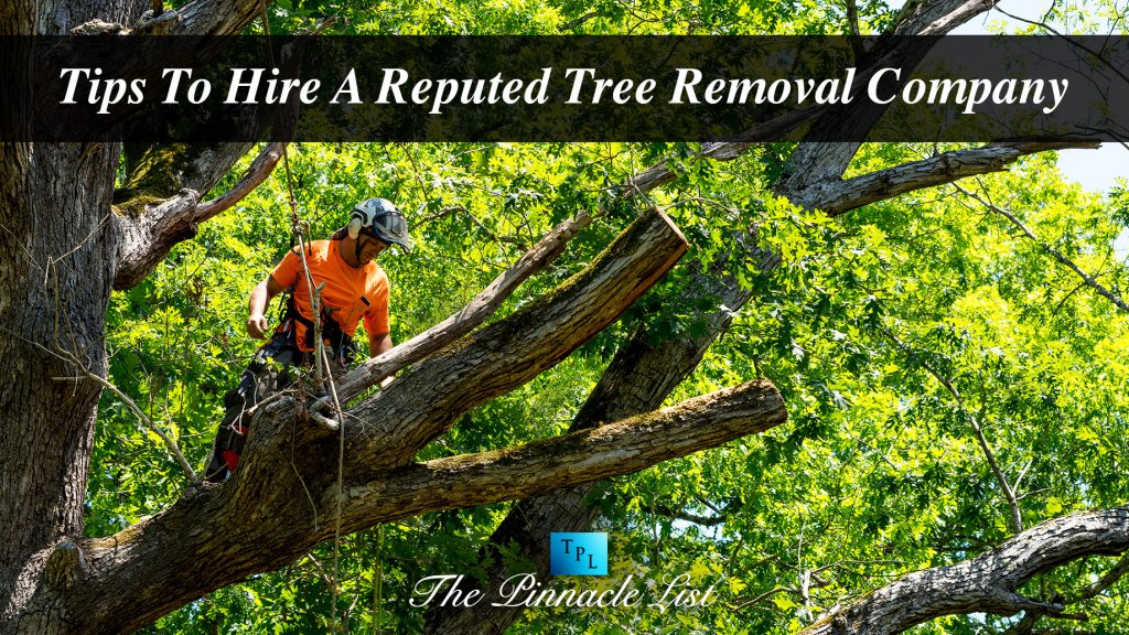 Tips To Hire A Reputed Tree Removal Company The Pinnacle List