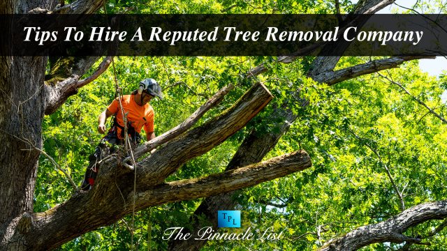 Tips To Hire A Reputed Tree Removal Company