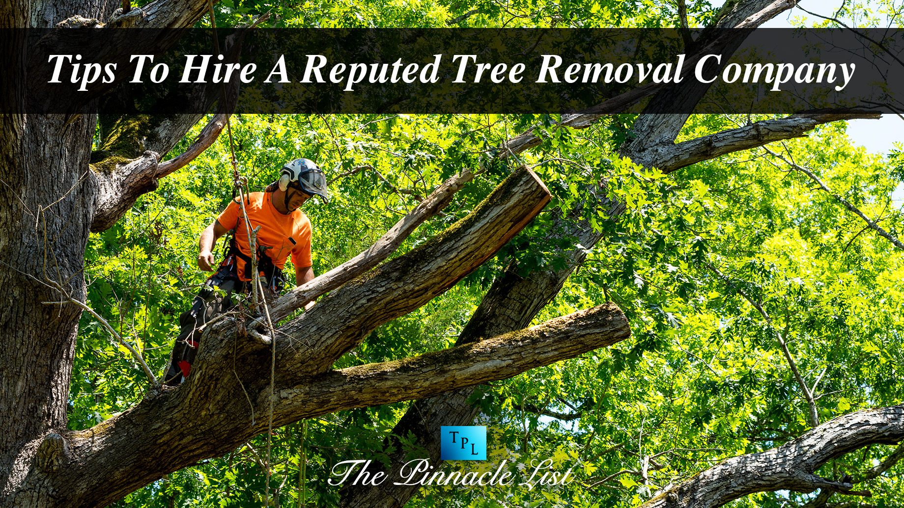 Tips To Hire A Reputed Tree Removal Company