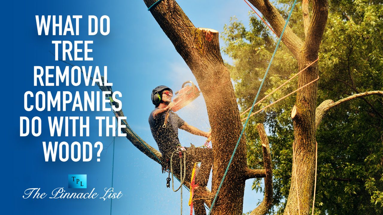 What Do Tree Removal Companies Do With The Wood? The Pinnacle List