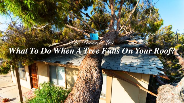 What To Do When A Tree Falls On Your Roof?