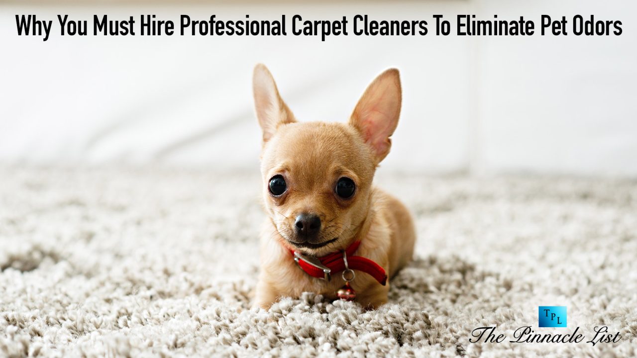 Why You Must Hire Professional Carpet Cleaners To Eliminate Pet Odors