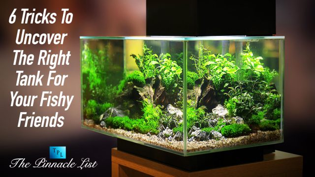 6 Tricks To Uncover The Right Tank For Your Fishy Friends
