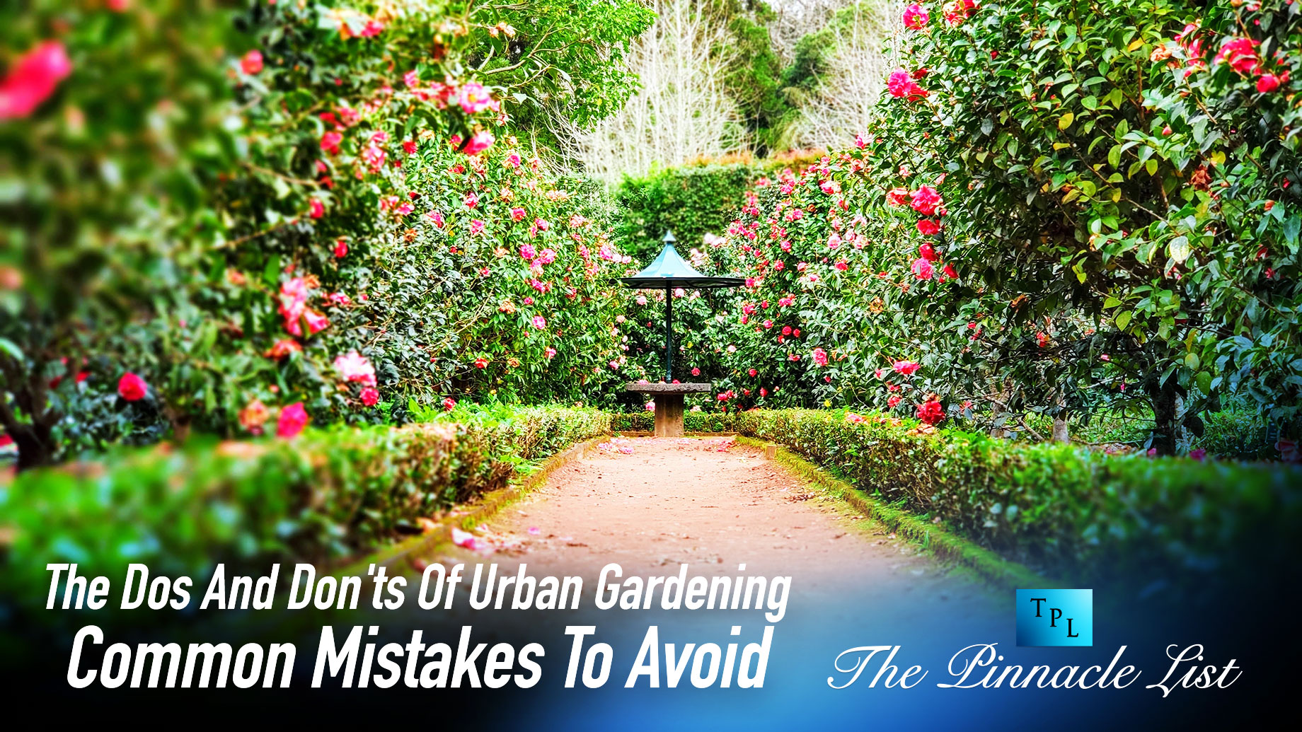 The Dos And Don'ts Of Urban Gardening: Common Mistakes To Avoid