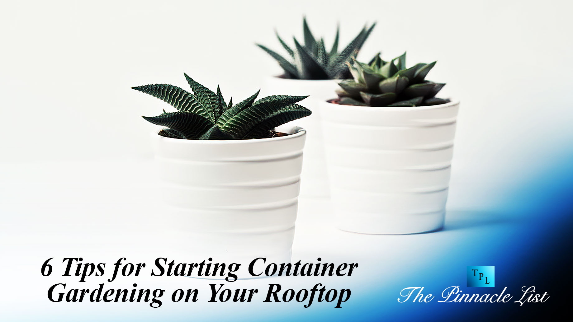6 Tips for Starting Container Gardening on Your Rooftop