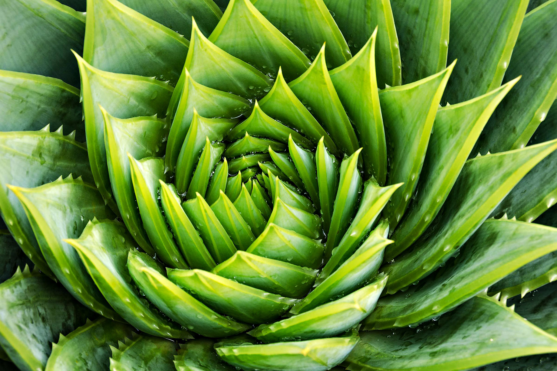 Aloe Vera