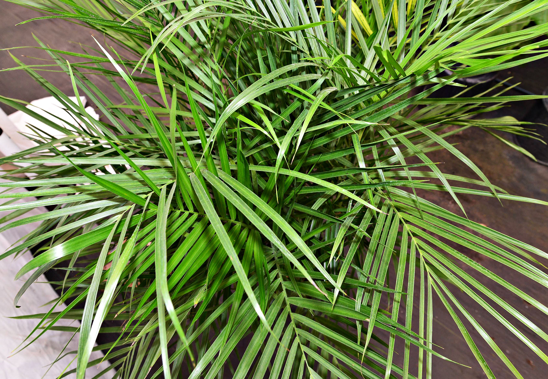 Bamboo Palm