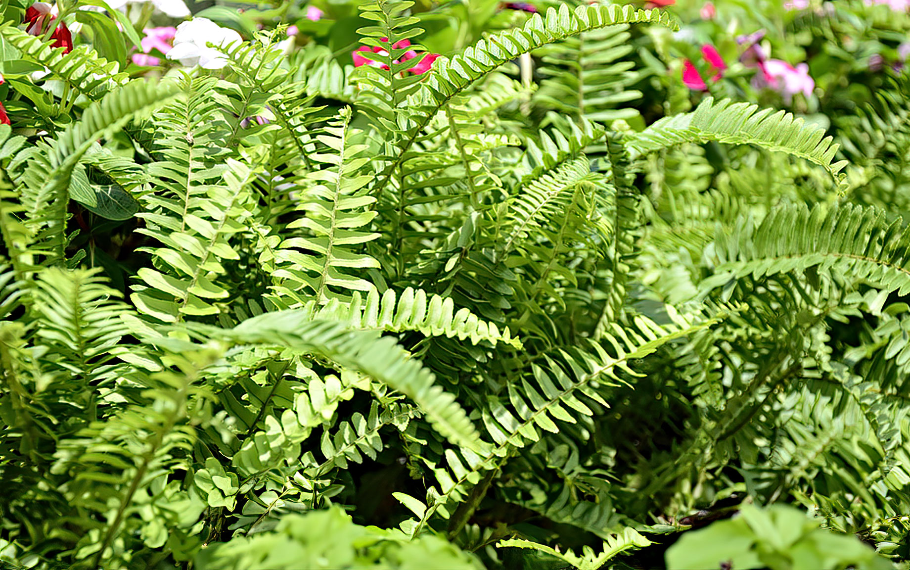 Boston Fern