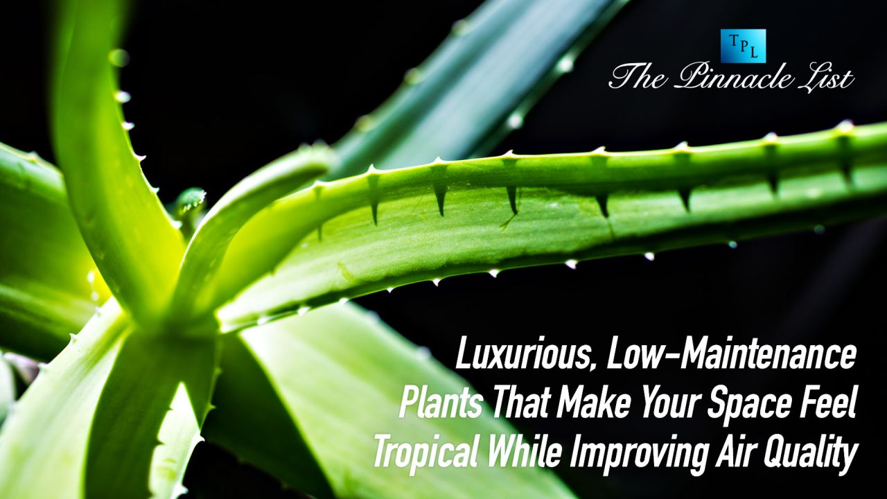 Luxurious, Low-Maintenance Plants That Make Your Space Feel Tropical While Improving Air Quality