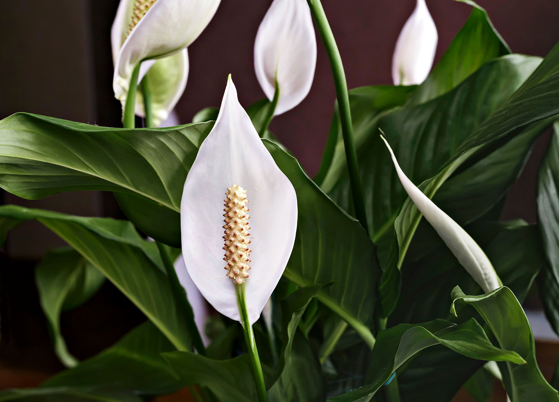 Peace Lily