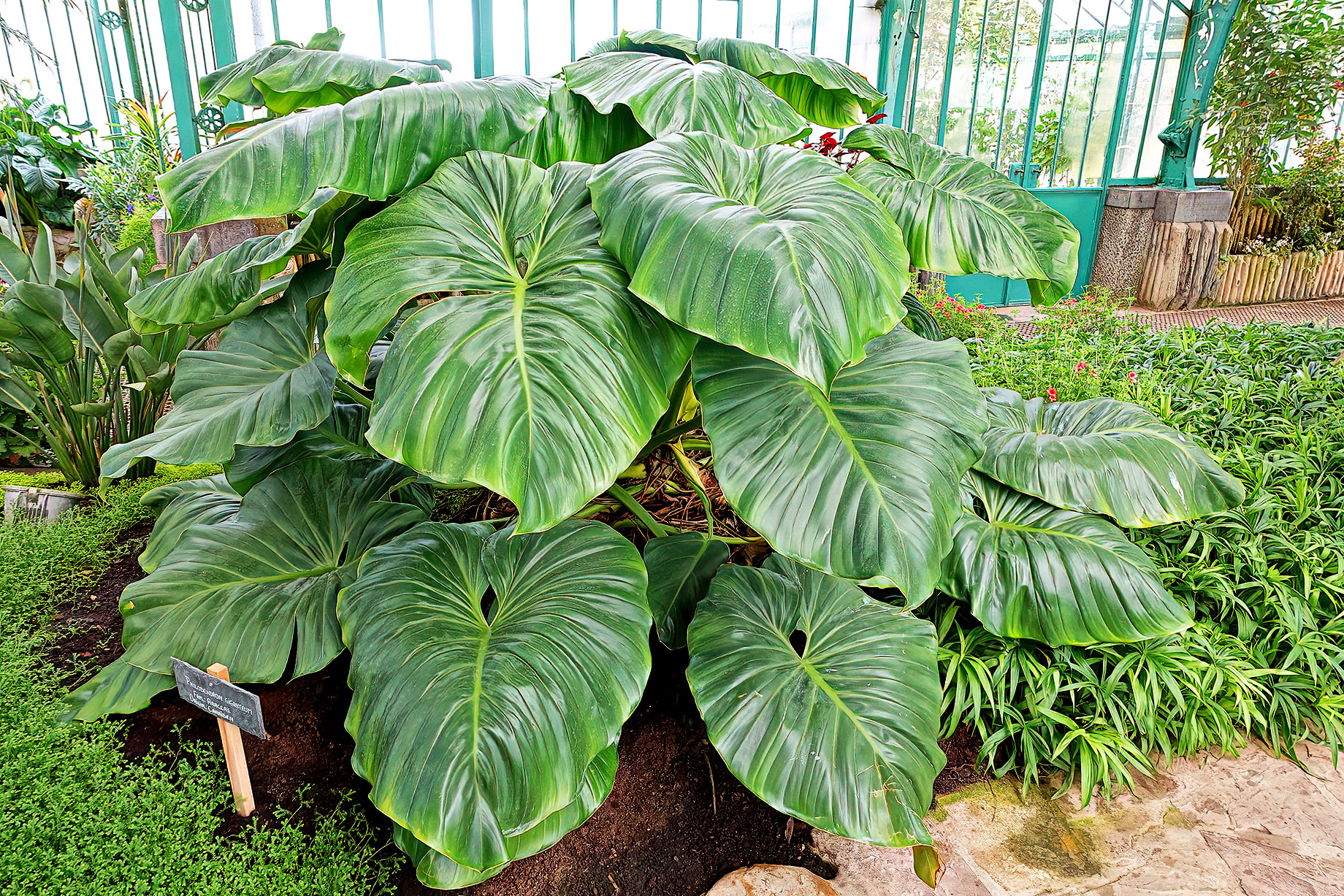 Philodendron