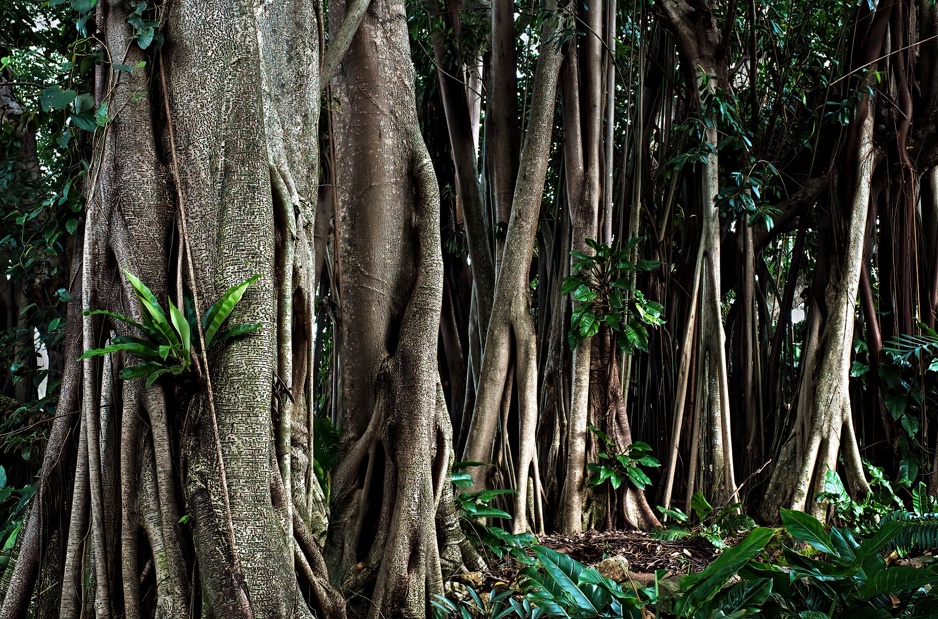 Rubber Tree