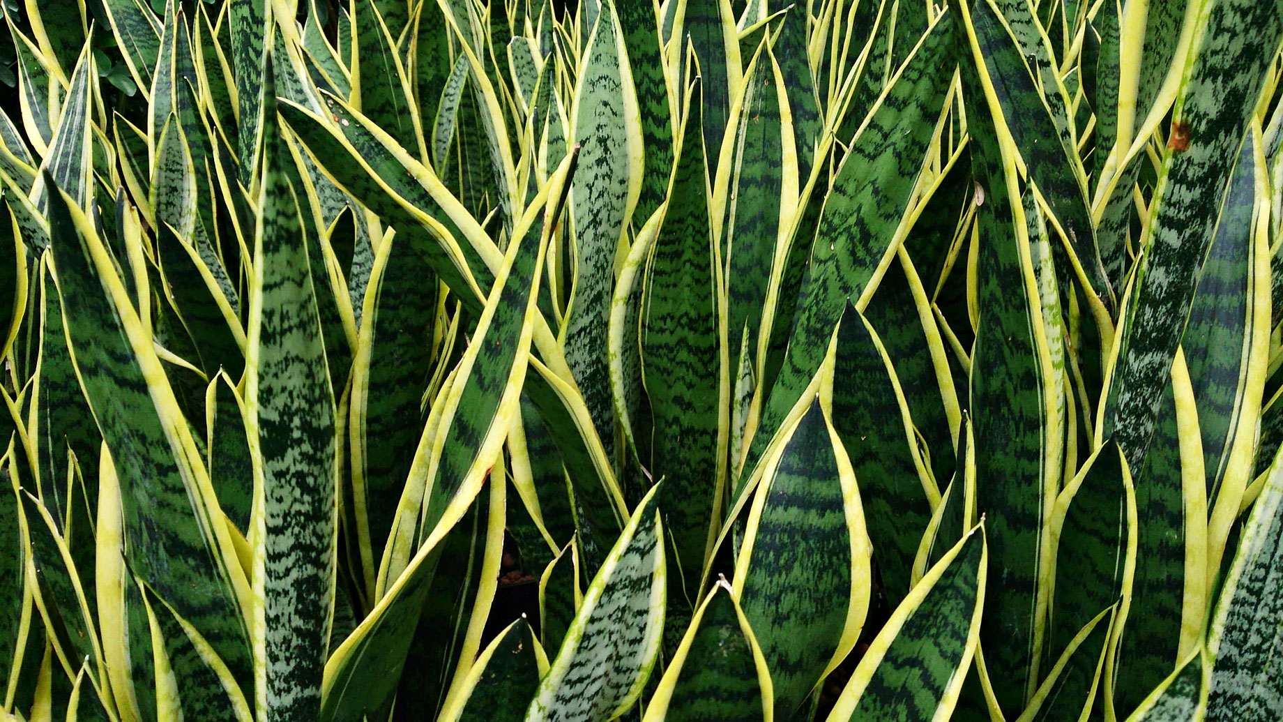 Snake Plant