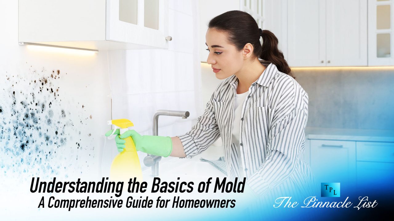 Understanding the Basics of Mold: A Comprehensive Guide for Homeowners