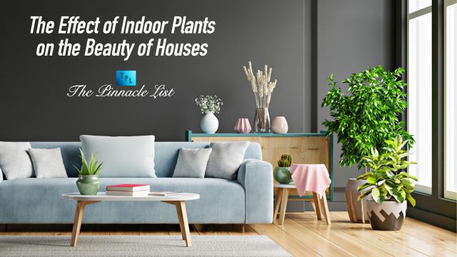 The Effect of Indoor Plants on the Beauty of Houses
